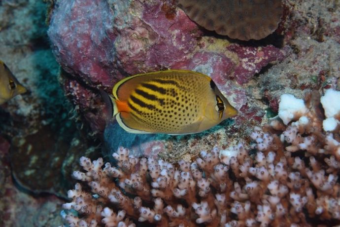 Spot-banded Butterfly Fish on Norman Reef