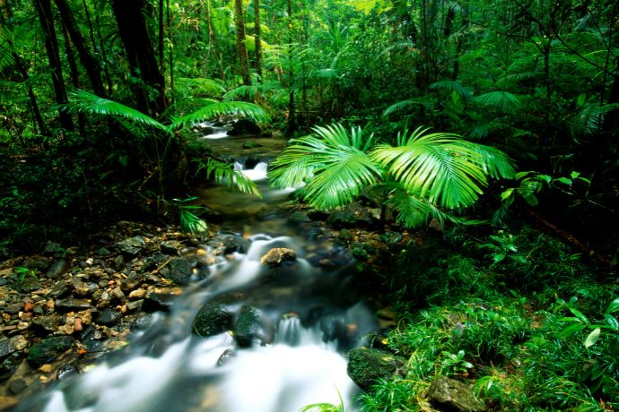 Vibrant colours of the Daintree Rainforest