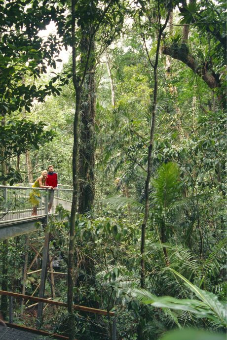 Aerial Walkways at Daintree Discovery Centre