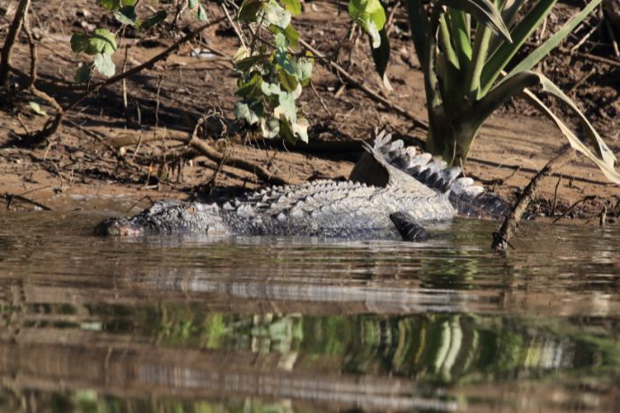Saltwater Crocodile, Daintree River